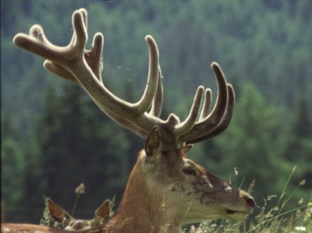 cervo nel parco dello stelvio_vacanza benessere trentino_attivi nella natura_1