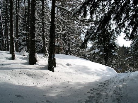 sulla via della malga di Tres