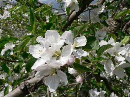 escursione al canyon di santa giustina_meli in fiore_val di non_pineta hotels_wellness hotel trentino189 (43)