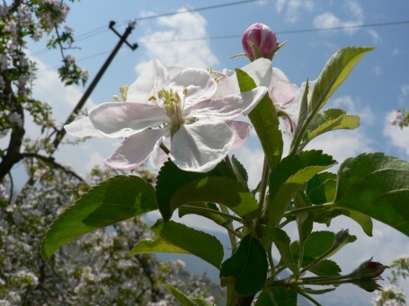 escursione al canyon di santa giustina_meli in fiore_val di non_pineta hotels_wellness hotel trentino189 (46)