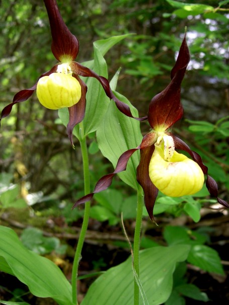 scarpetta della Madonna, orchidea gigante