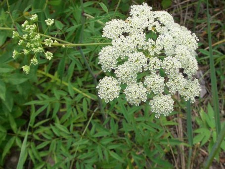 Cicuta_maculata1