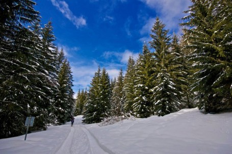 in predia_val di non_escursioni con le ciaspole_gabriel rifilato_pineta nature wellness resort_ciaspolada in predia